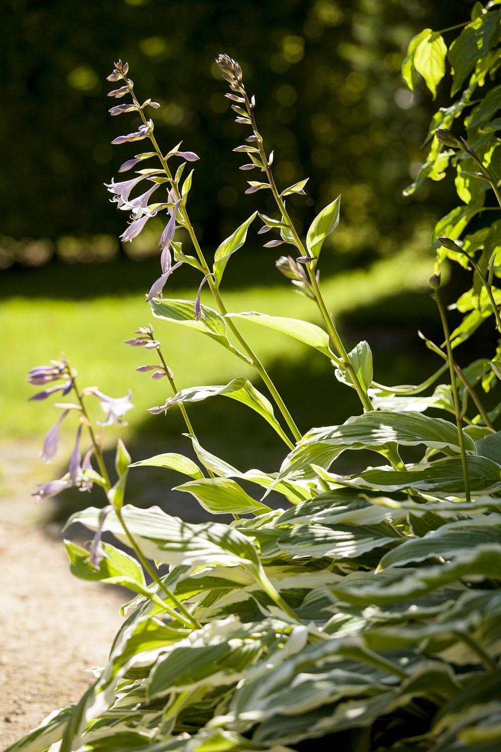Hosta T17 Funkie