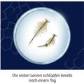 KOSMOS - FunScience - Wuselnde Salzkrebse