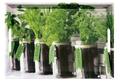 Serviertablett 'Herbs'